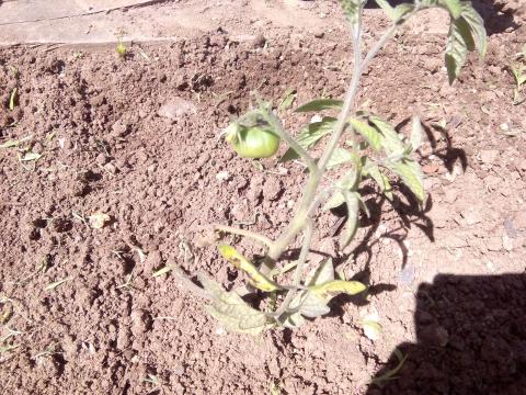 Planta de tomateiro com tomate em crescimento.
